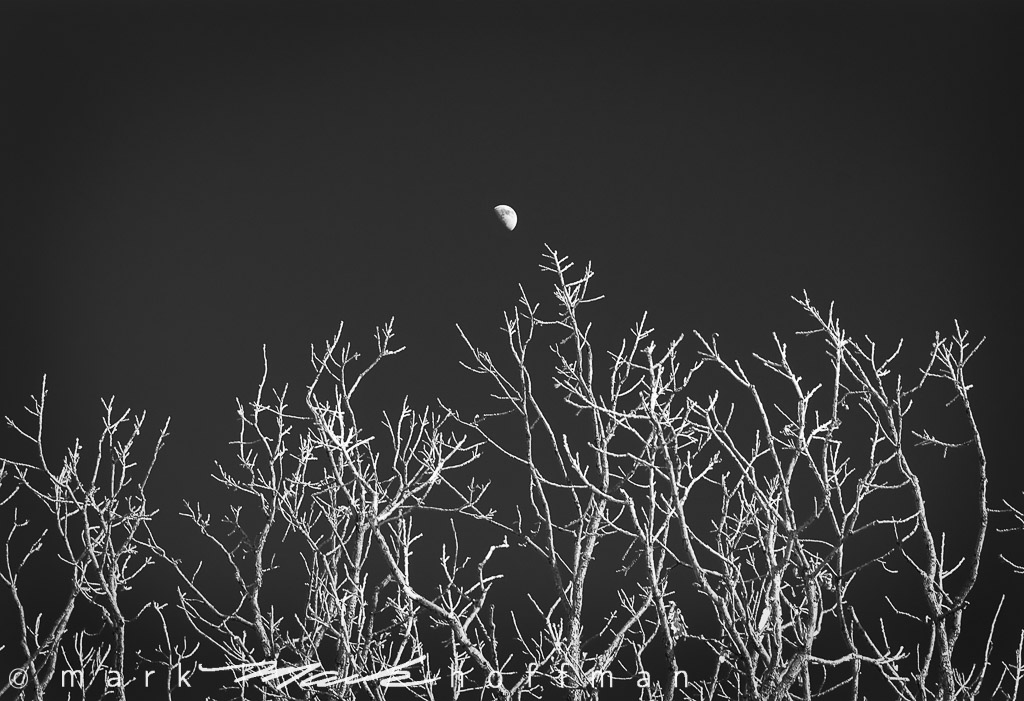 High Moon